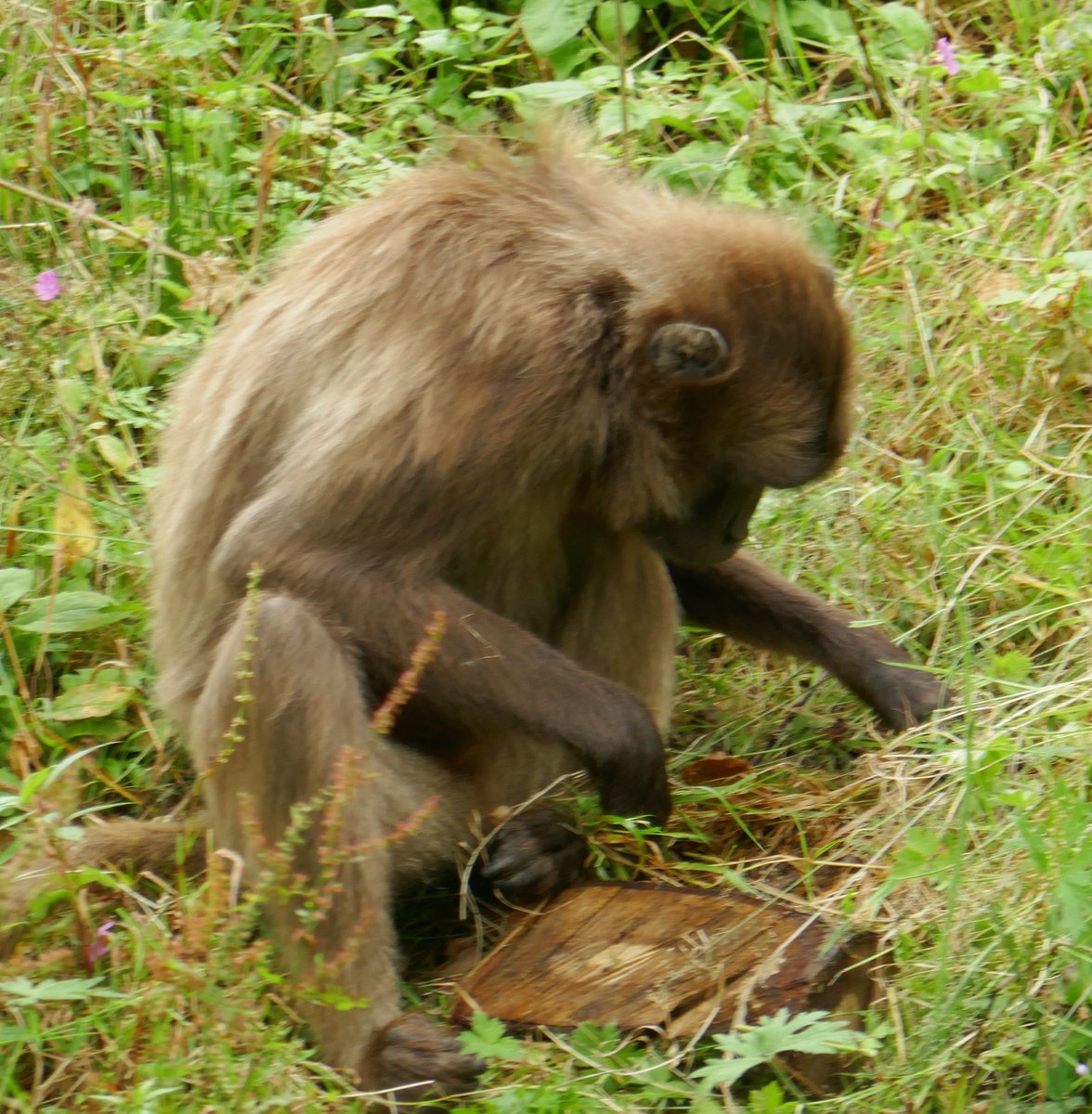frost0239's tweet image. Ventured out to #DartmoorZoo today on our quest to support local attractions

#Sparkwell #animals #conservation