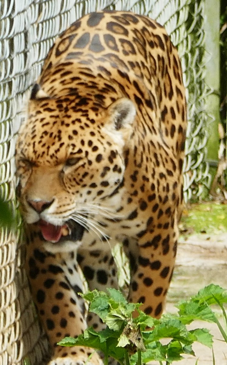 frost0239's tweet image. Ventured out to #DartmoorZoo today on our quest to support local attractions

#Sparkwell #animals #conservation