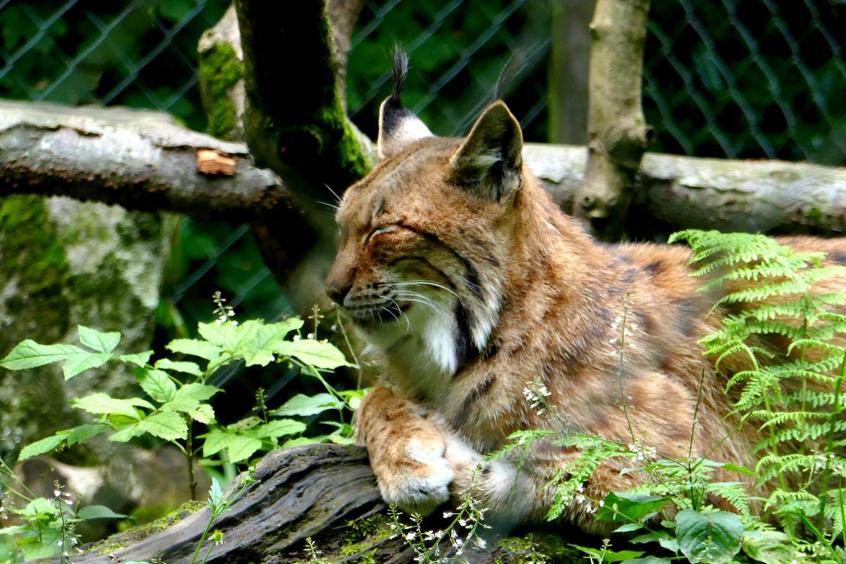 frost0239's tweet image. Ventured out to #DartmoorZoo today on our quest to support local attractions

#Sparkwell #animals #conservation