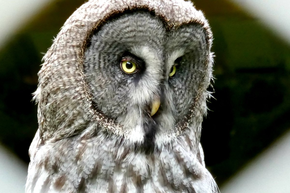 frost0239's tweet image. Ventured out to #DartmoorZoo today on our quest to support local attractions

#Sparkwell #animals #conservation