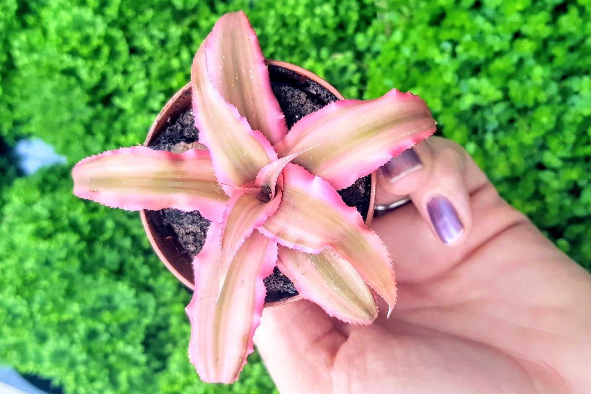 I have got all the time in the world for Cryptanthus. I love them so much! bit.ly/32P9upT
#terrariums #plants #pink