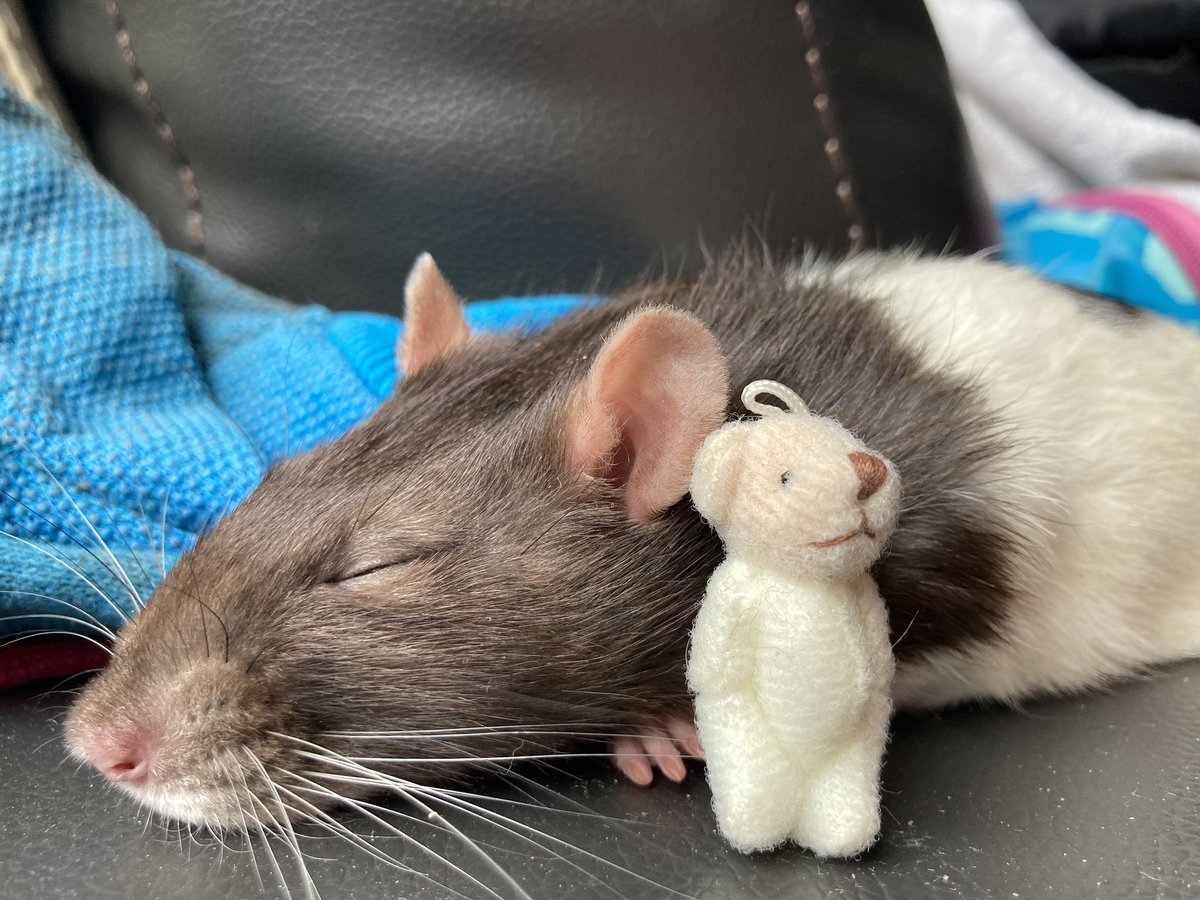 RozieWhite's tweet photo. Could this be the cutest ratty picture?! Diana is getting on now bless her...snoozing with #contentbear ! @mooseandjrock
#rat #ratzone @TheBlowfish https://t.co/I50vKvZE35