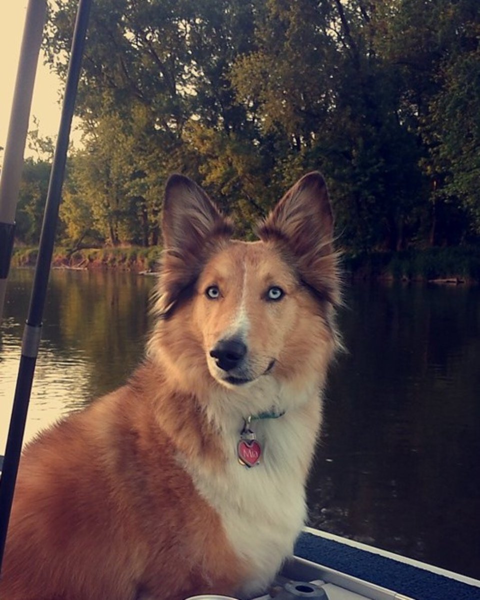 AdvancedPetCC tweet picture