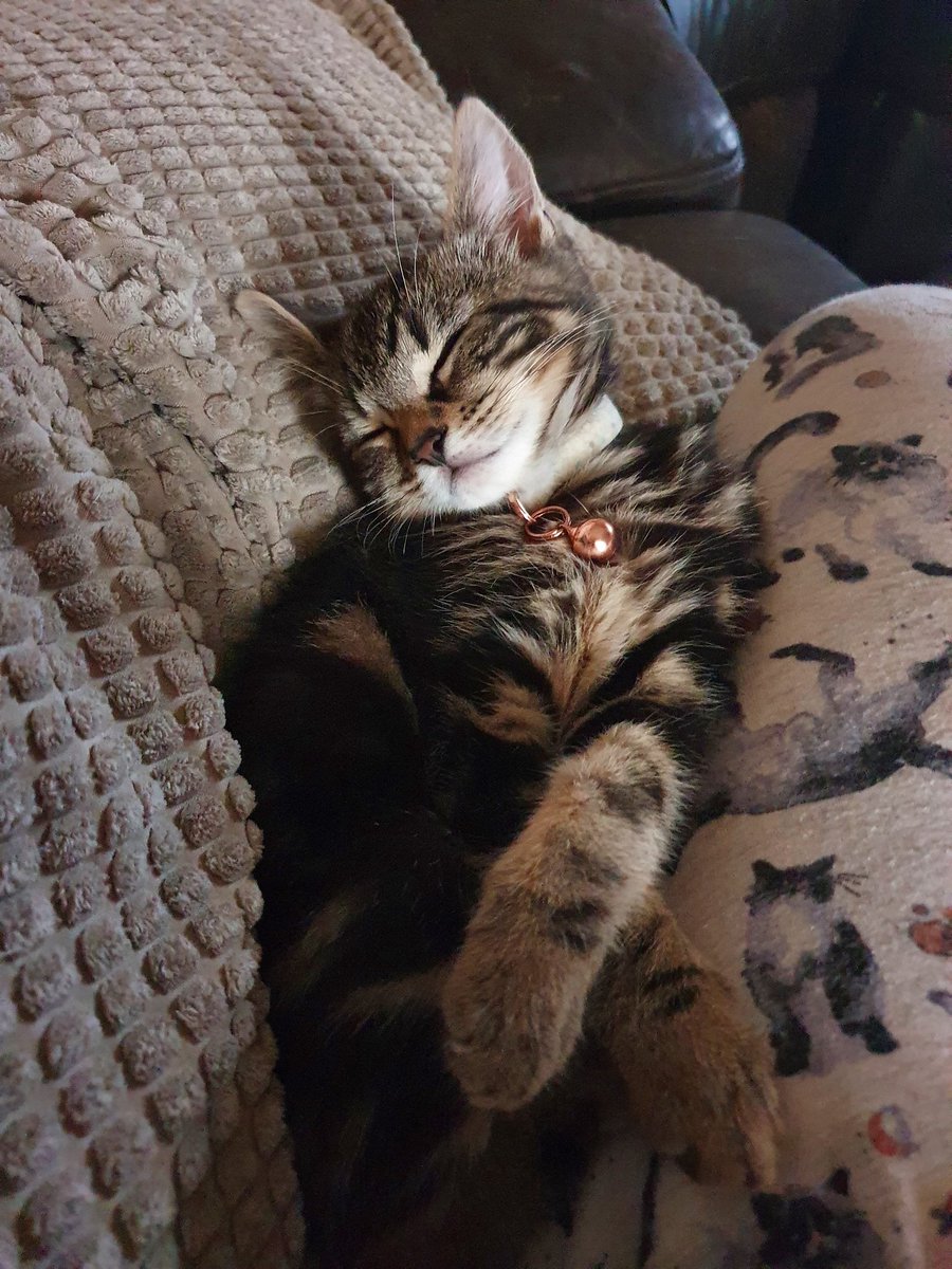 arya_felix's tweet photo. Cutie Bronn Mum says but we think he is a menace the lil pipsqueak Mum told us to stop teaching him bad habits. https://t.co/fs8tQD4B0P