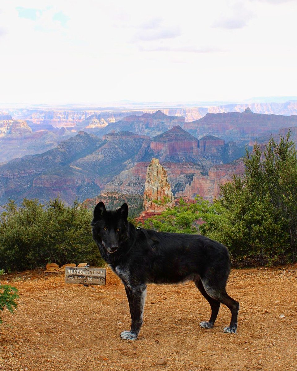 Sarahwhitewolf's tweet photo. Always nice to reset the soul in nature.
#wolfdog #wolfmix #blackwolf #blackphase #wolfhybrid #midcontentwolfdog #blackphasewolfdog #grandcanyon https://t.co/37vfnmuKRj