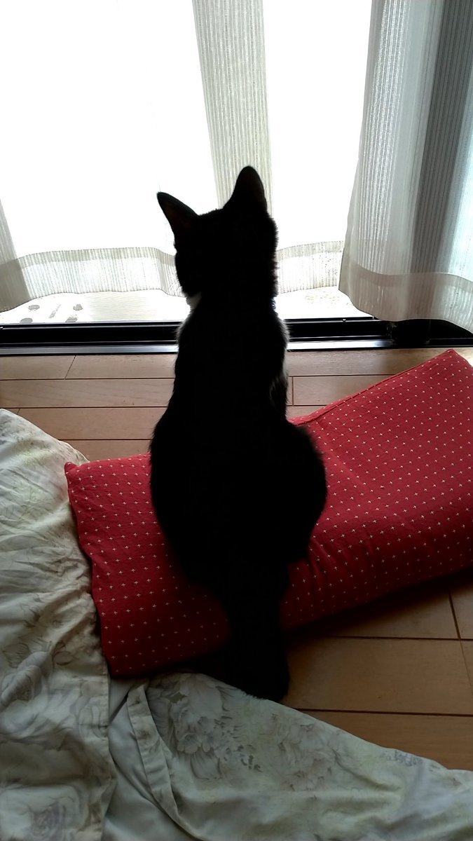 kouchan_522's tweet photo. 黄昏中……我が家の庭にはスズメを始めとして色々な鳥が訪れます。それを窓越しに眺めるのがお気に入り。レースカーテンの向こう側でくつろいで、静かに眺めてます。獲物を見る目……にしては、隠れる様子も向かっていく様子もなく、とてもおだやか。 https://t.co/gfOVMkZGRJ