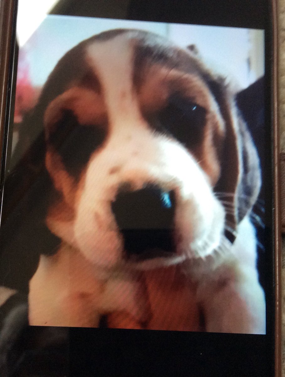 GravesNic's tweet photo. @Battersea_ https://t.co/wWbDkFuNZP
