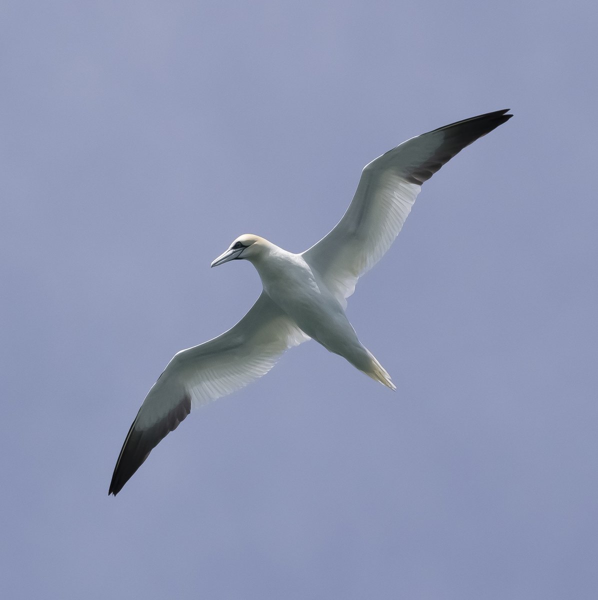 Jason13photos's tweet photo. @The_PhotoBattle @DebSandidge My entry for this week's @The_PhotoBattle gone with flying Feathers!

#TPB2020 #photography #photo #photooftheday #potd #NaturePhotography #naturelover  #SundayFunday #PHOTOS #photographer #wildlife #birdsofinstagram https://t.co/ONoEfxmTgP