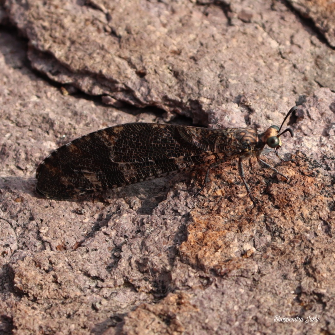 BhoopendraJosh4's tweet photo. Antlion lacewing #sundayvibes #trekking #wild #nature #rain #insect #Rare #wildlife #wildtraveller #wildlifephotography #naturephotography #naturelovers #jungletalks #jungle #zoology #forestphotography #nationalparks #sanctuary #instagram #motivation #wilderness #tree #ecosystem https://t.co/QnKPPWR0Zi