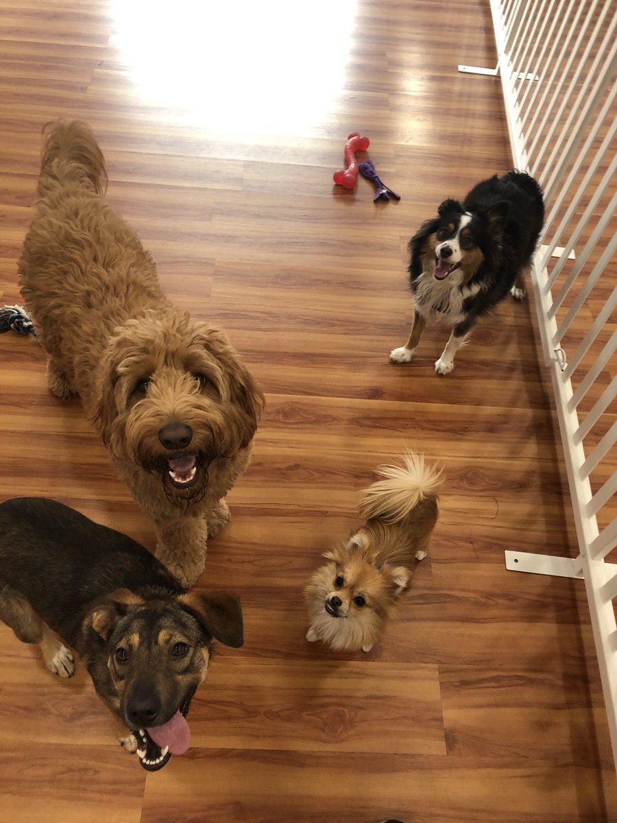 sheshebee's tweet photo. Dog withdrawal in humans is a real thing 😣#backtowork #imisswork https://t.co/eGd6ESXr95