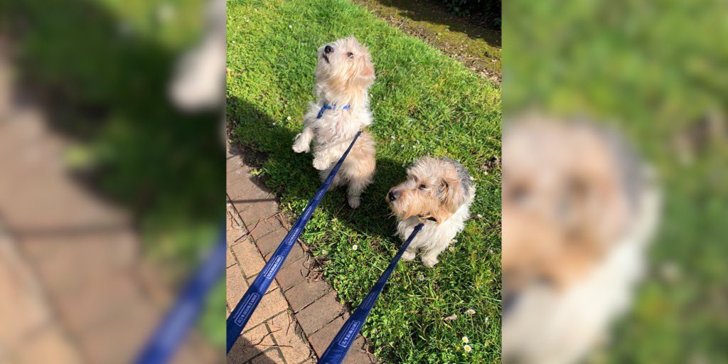 JDWandCoChelsea's tweet photo. #HappySunday - Bob and Ollie modelling our JDW leads 🐶 #johndwoodandco #takingthelead #leadingtheway #modeldogs https://t.co/QDZFCmoz86