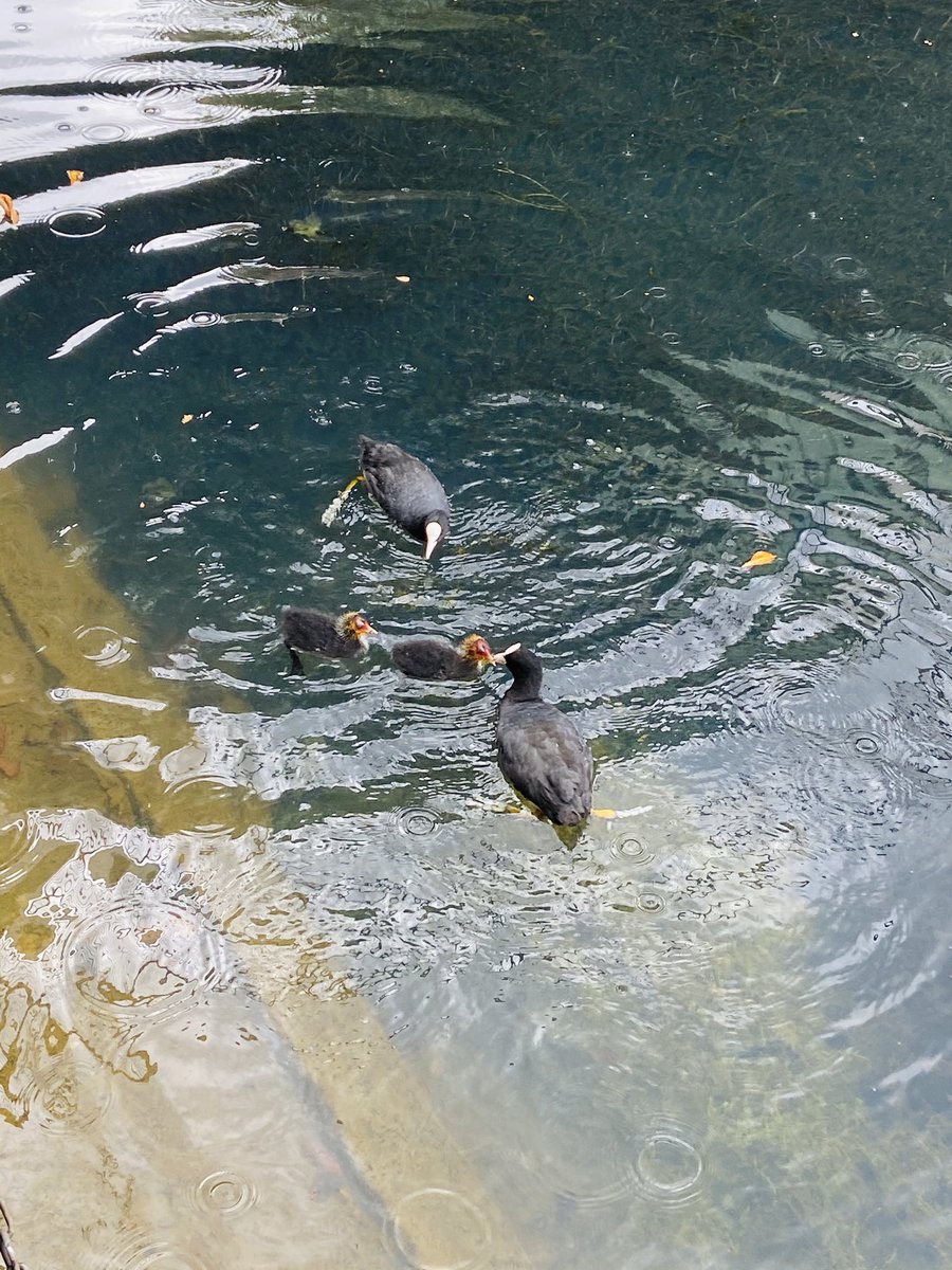 Lots of waterfowl and farm life, and the usual excellent riverscapes.