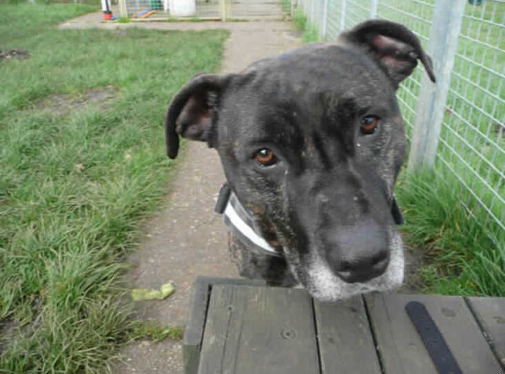 barbara green staffie rescue