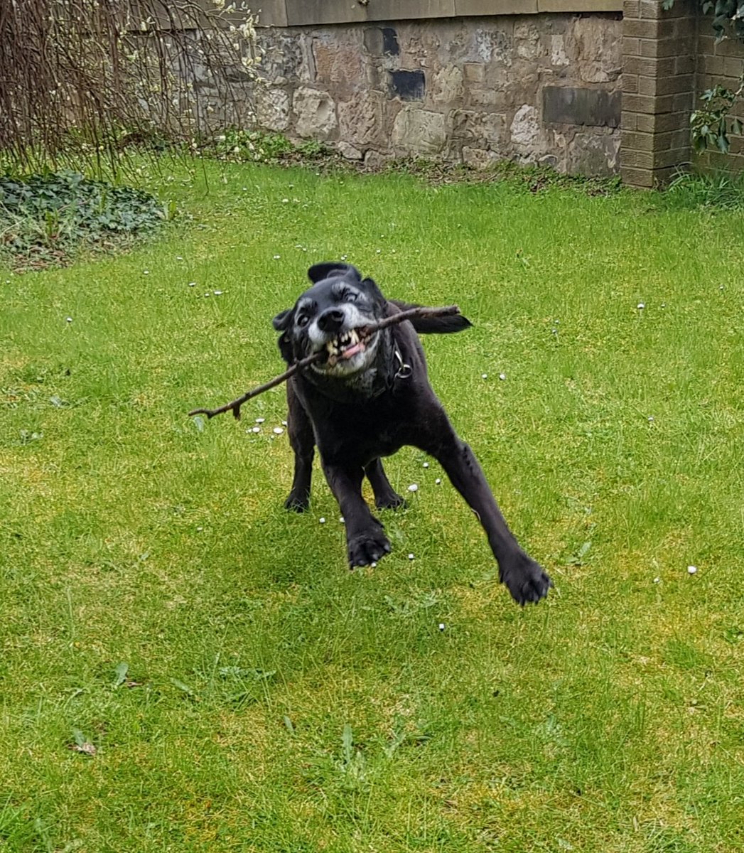 munkey4213's tweet photo. @EdinDogCatHome 15 years old and Kyle still loves a mad half hour with a chew toy or stick! #seniordog #blacklabrador #furbabyforlife https://t.co/F378z3qq7J