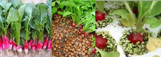luv2garden3's tweet photo. Hydroponic Radishes
Proven Techniques to grow High Quality Radishes Quickly
https://t.co/CDDBgodNts https://t.co/08Vlw4LOok