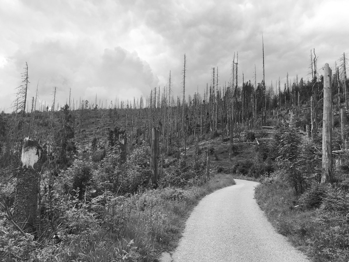 PetrSindelar's tweet photo. Cesta do Mordoru??? Ne, jen cesta k pramenům Vltavy... #mordor #sumava #sumavanationalpark https://t.co/YRRbw9FAtb