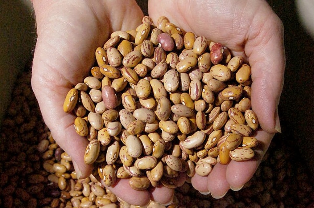 realDailyWire's tweet photo. Residents In Multiple States Reportedly Receiving Unsolicited Packets Of Seeds In The Mail From China https://t.co/LQc8phOSUr https://t.co/frsqhZlBY3