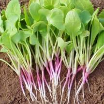 luv2garden3's tweet photo. Radishes Fail to Form
Radish Bulbs Don't Develop - Why ?
https://t.co/uK3OLB5vqM https://t.co/ZX4bsSZIAU