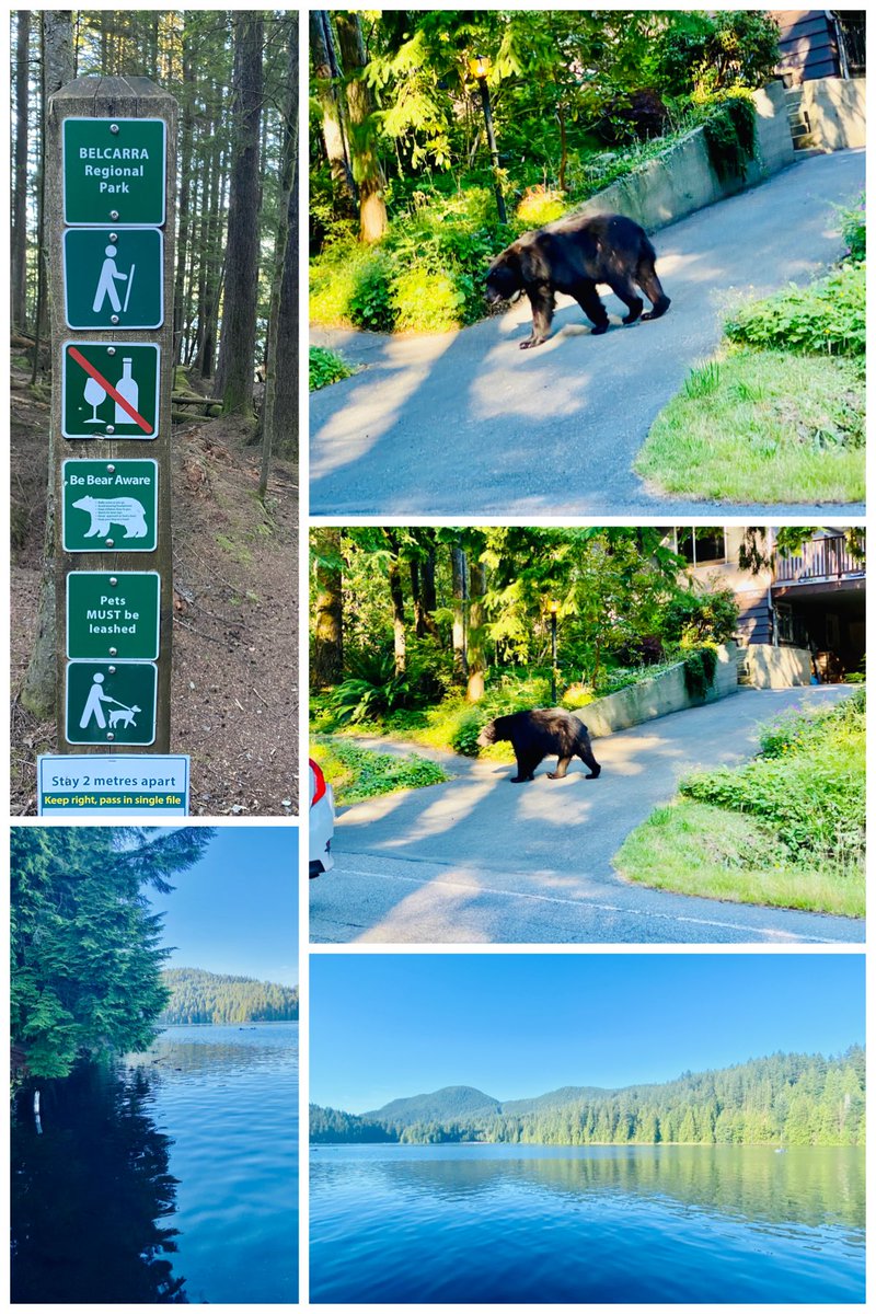 CMRealty's tweet photo. Surprise encounter with this lovely creature in @villageofanmore 🤩🌲🐻🦨🦅 I ♥️ BC #wildlife #Vancouver #PortMoody #Anmore #WhitePineBeach #RealEstate #buyer #customhomes #uniquecommunities #Vanre #VancouverRealtor https://t.co/q7OkywM9so