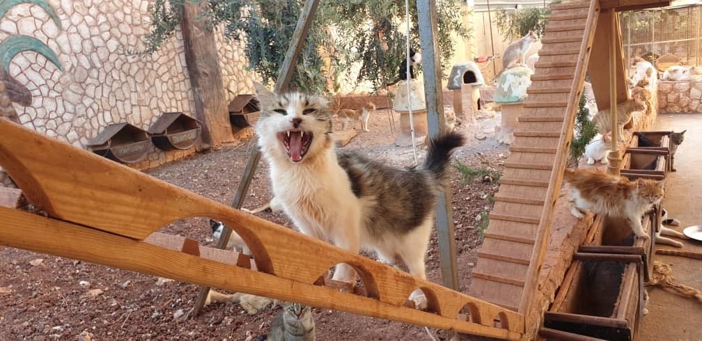 theAleppoCatmen's tweet photo. Cucù ..
How are you friends ?
Here the lockdown began in nearby location (30 cases of Covid19 for now on our town ) and they closed big Markets .
Let’s pray and hope for the best for you and us . https://t.co/9TYdUmW9US