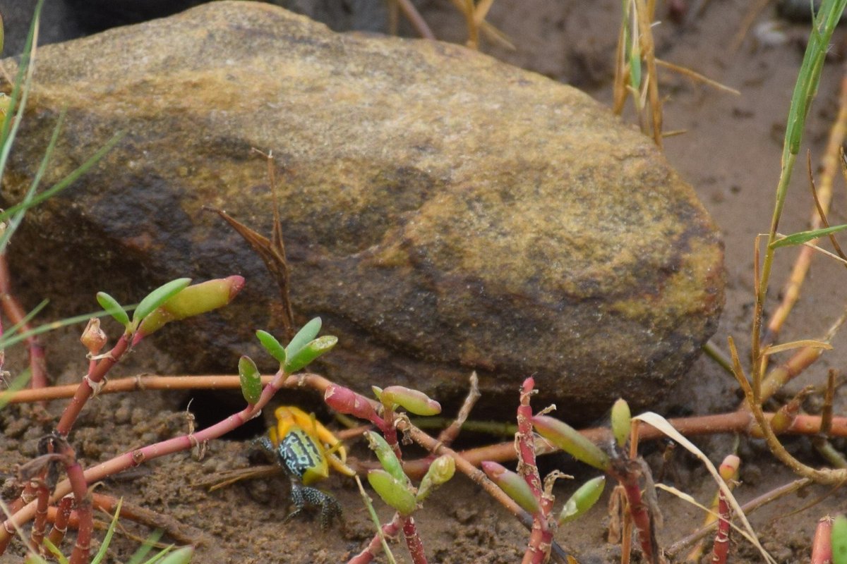 OdishaSeaTurtle's tweet photo. In addition to its social and economic importance, the mangrove crab is a “keystone” specie in ecosystem.
@SDG2030 @MangroveForest
#MangroveDay #Mangroves #savemangroves #savecoasts
#ClimateChange #ClimateAction https://t.co/f9RjDT2hWI