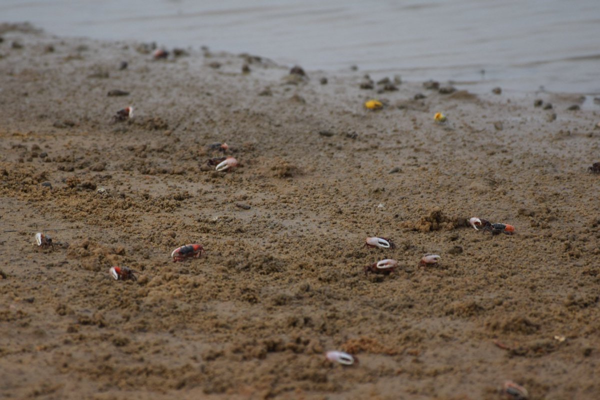 OdishaSeaTurtle's tweet photo. In addition to its social and economic importance, the mangrove crab is a “keystone” specie in ecosystem.
@SDG2030 @MangroveForest
#MangroveDay #Mangroves #savemangroves #savecoasts
#ClimateChange #ClimateAction https://t.co/f9RjDT2hWI