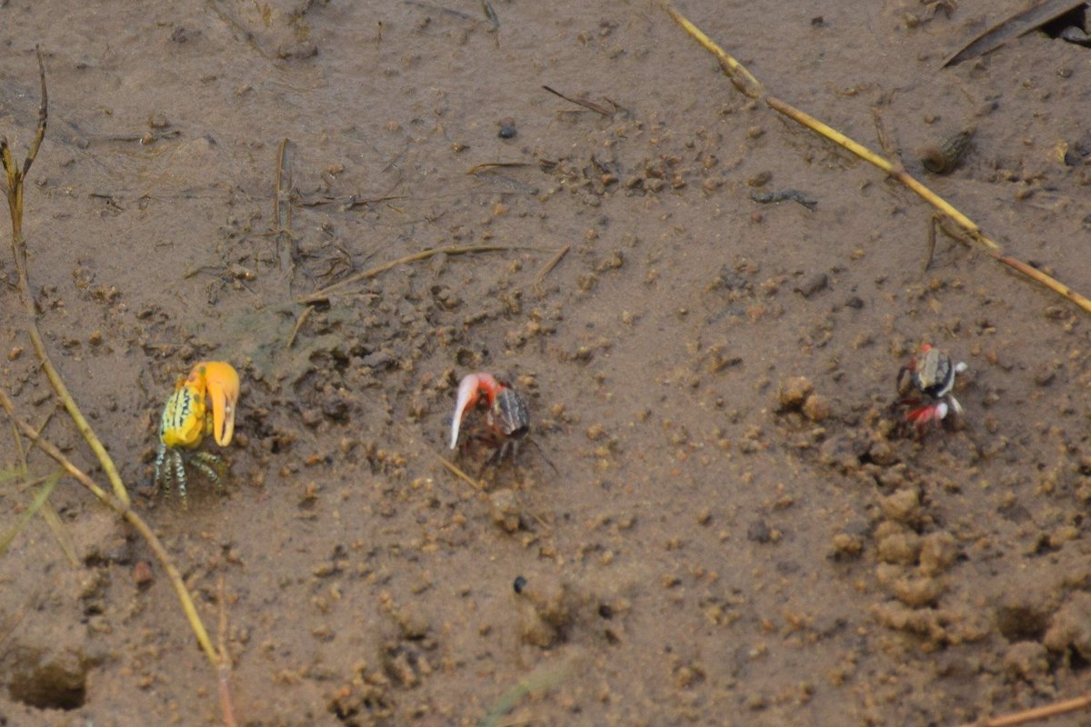 OdishaSeaTurtle's tweet photo. In addition to its social and economic importance, the mangrove crab is a “keystone” specie in ecosystem.
@SDG2030 @MangroveForest
#MangroveDay #Mangroves #savemangroves #savecoasts
#ClimateChange #ClimateAction https://t.co/f9RjDT2hWI