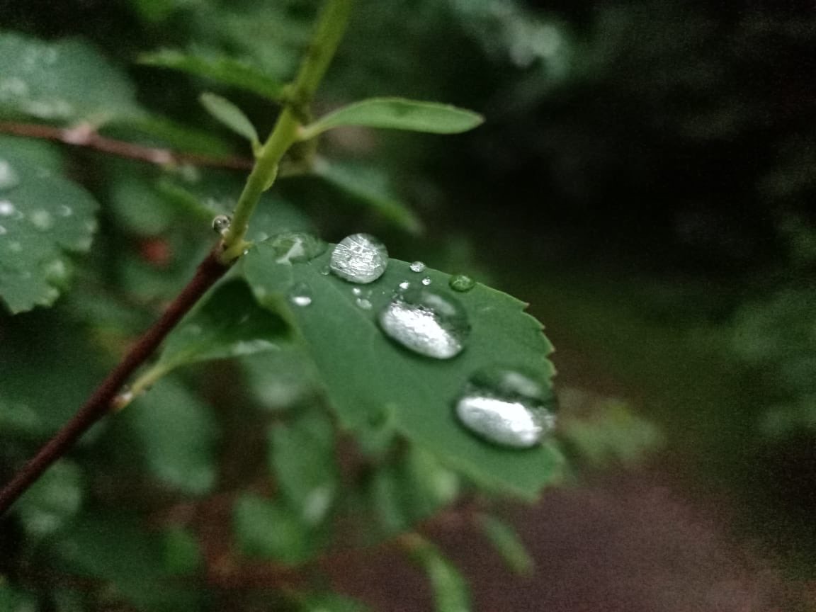 sameerparmar's tweet photo. #throughmymobilelens #noDSLR #noiPhone #nobigbrand #nopostprocessing one needs skill and art, not high end tools to deliver quality https://t.co/R7LwtaBlwT