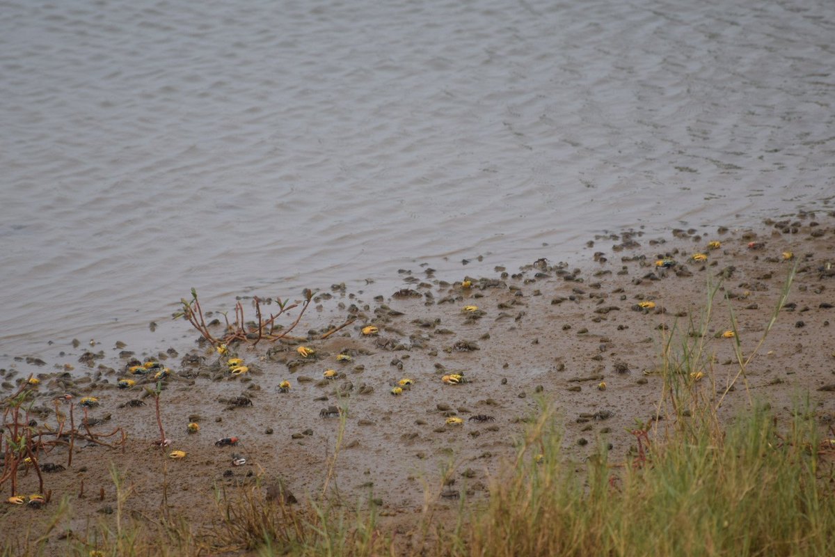 OdishaSeaTurtle's tweet photo. In addition to its social and economic importance, the mangrove crab is a “keystone” specie in ecosystem.
@SDG2030 @MangroveForest
#MangroveDay #Mangroves #savemangroves #savecoasts
#ClimateChange #ClimateAction https://t.co/f9RjDT2hWI