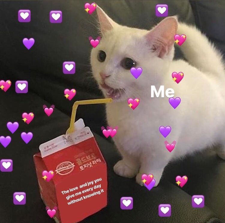 Wholesome Cat Memes