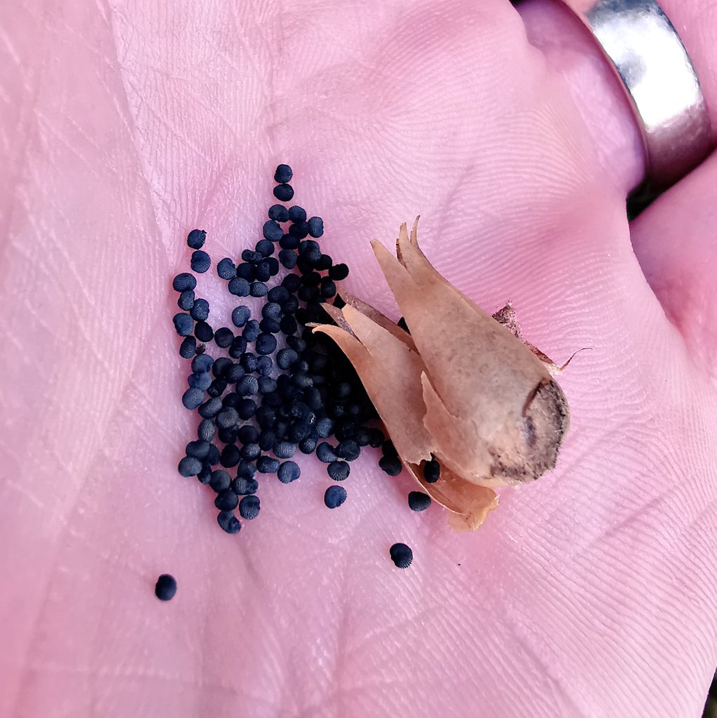 My folks are making a little  #wildflower area in their  #Devon garden, so I went in search of seeds down for them. Came across some red campion capsules, perfectly ripe with plenty of dark, poppy like seeds in each. THREAD