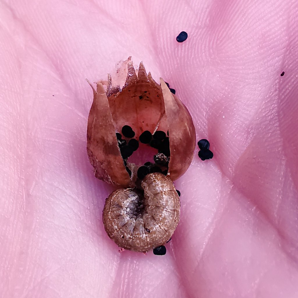 These caterpillars feast on the seeds, living in the capsules until they outgrow them. They clear out the seeds, then crawl out at night to find a new one. Their colour matches the capsules perfectly, and their naturally curled shape make them a snug fit.