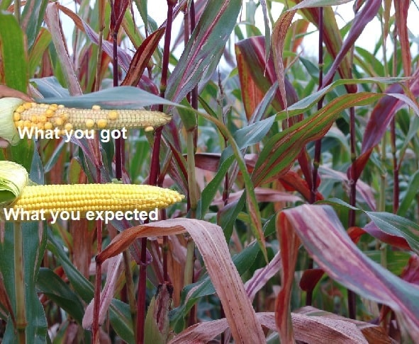 luv2garden3's tweet photo. Corn Stalks Turning Red - How Come ?
https://t.co/Pw4dvMNWwK

#garden #GrowYourOwnFood https://t.co/GHbitMb6yC