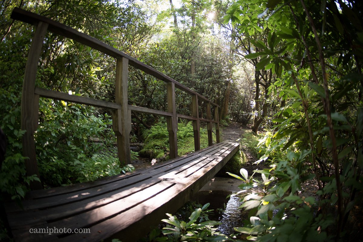 camiphoto's tweet photo. A footbridge crossing a stream at Pink Beds in the Pisgah National Forest in Brevard, North Carolina. What are some of your favorite trails in the #Brevard area? #pinkbeds #pisgahnationalforest #nc #wnc #northcarolina #footbridge #hike #appalachia #ashevillephotography #camiphoto https://t.co/tBRkK6iWbK