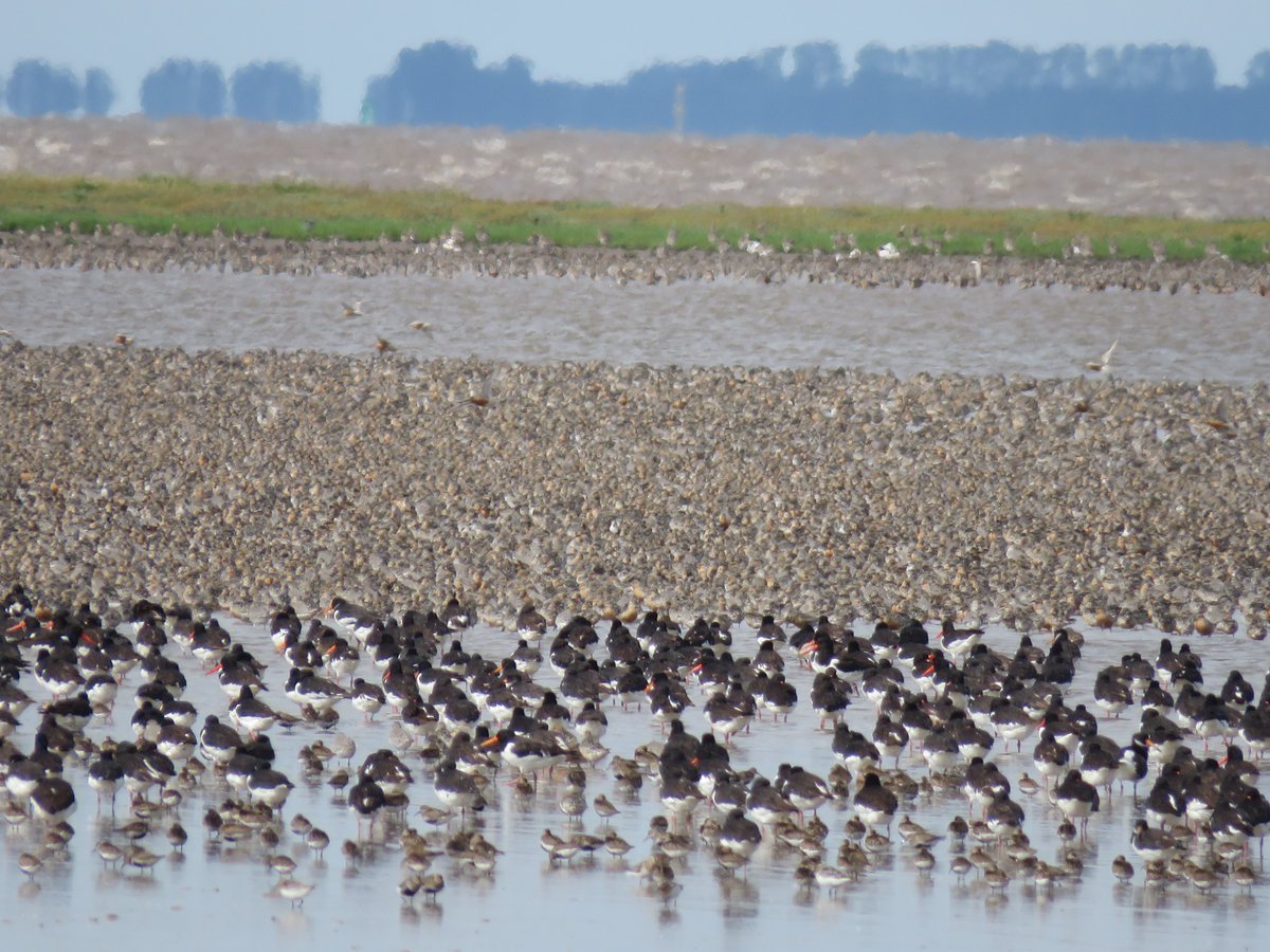 DEBALMER's tweet photo. Impressive #waderfest at Snettisham this morning
Such a magical experience! https://t.co/ERf28mWlAE