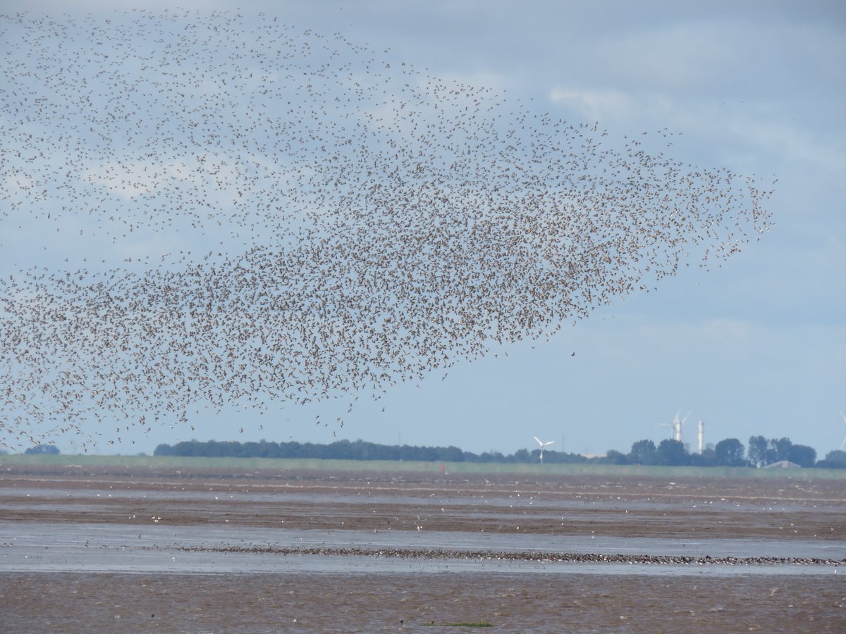 DEBALMER's tweet photo. Impressive #waderfest at Snettisham this morning
Such a magical experience! https://t.co/ERf28mWlAE