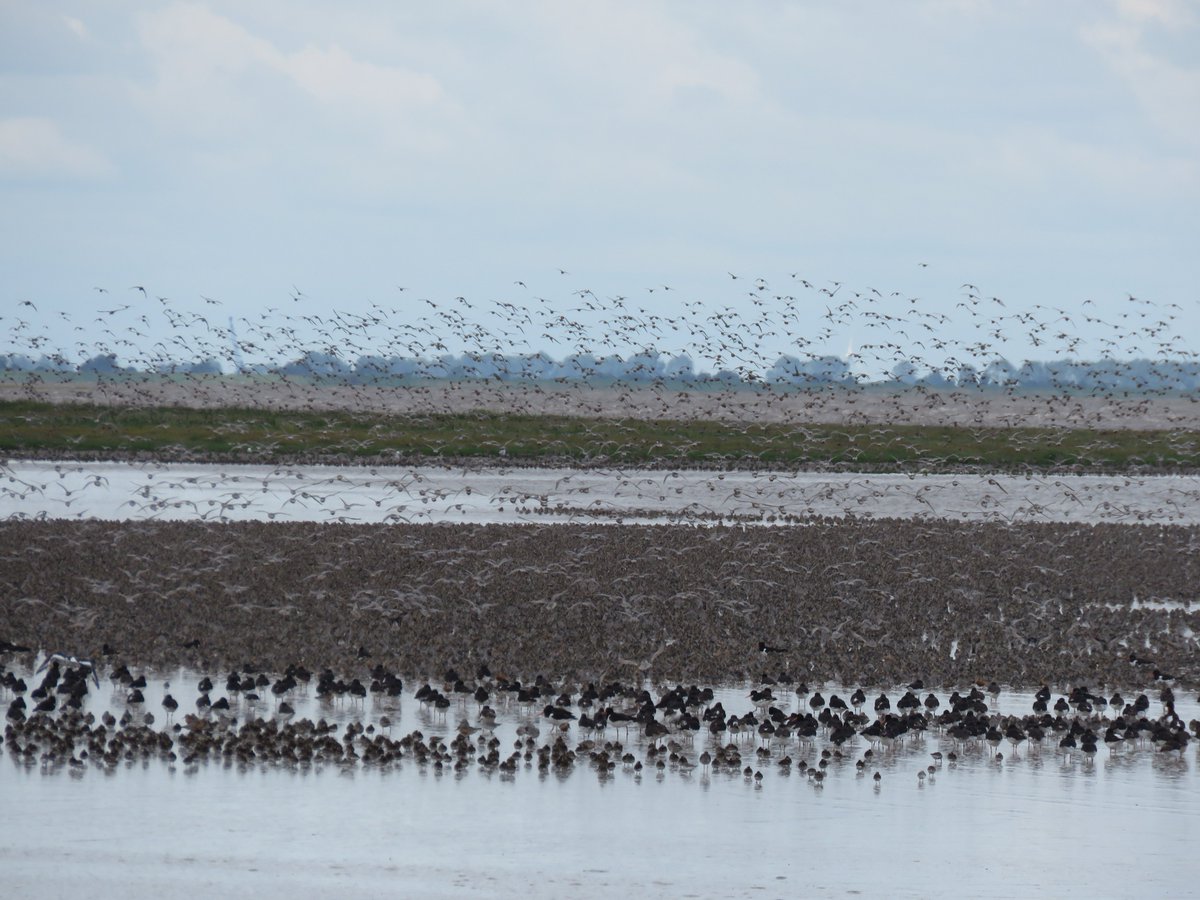 DEBALMER's tweet photo. Impressive #waderfest at Snettisham this morning
Such a magical experience! https://t.co/ERf28mWlAE