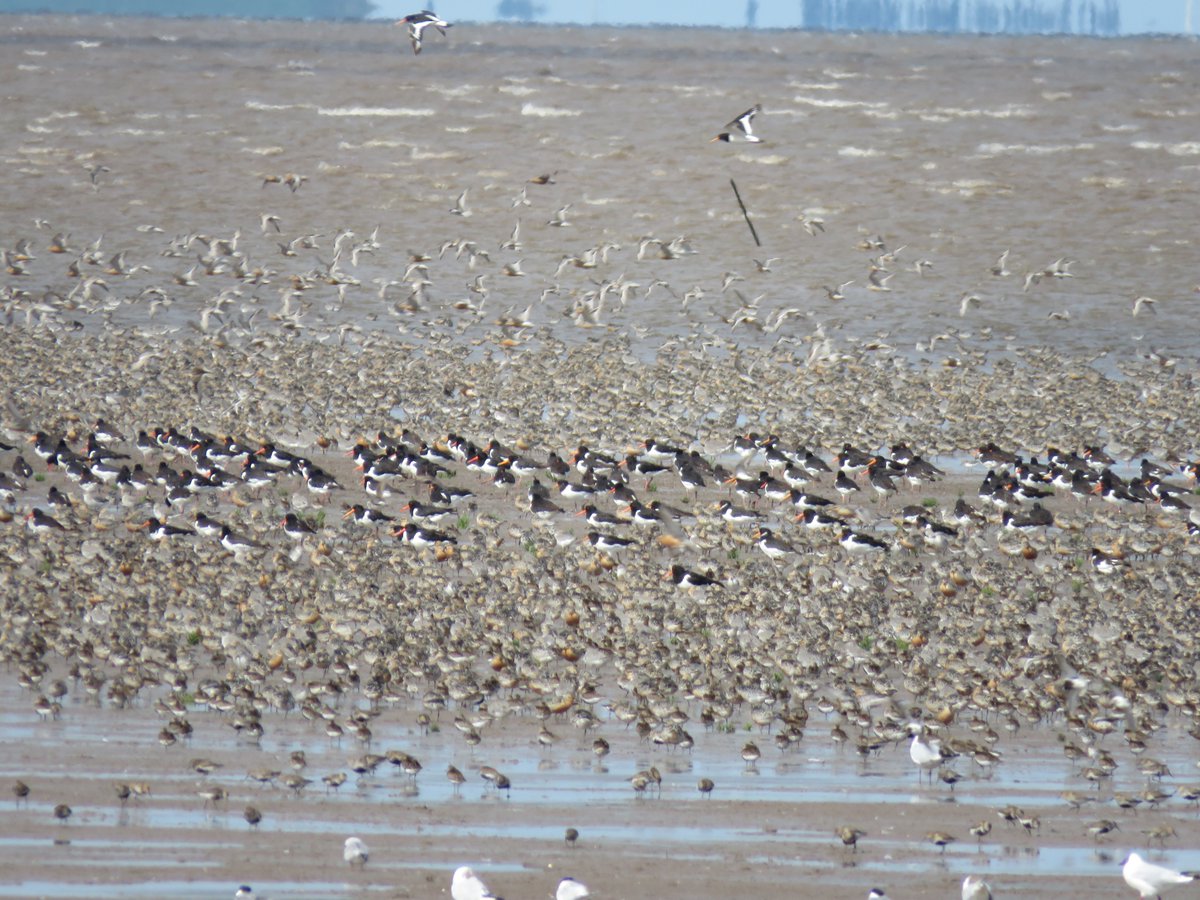 DEBALMER's tweet photo. Impressive #waderfest at Snettisham this morning
Such a magical experience! https://t.co/ERf28mWlAE