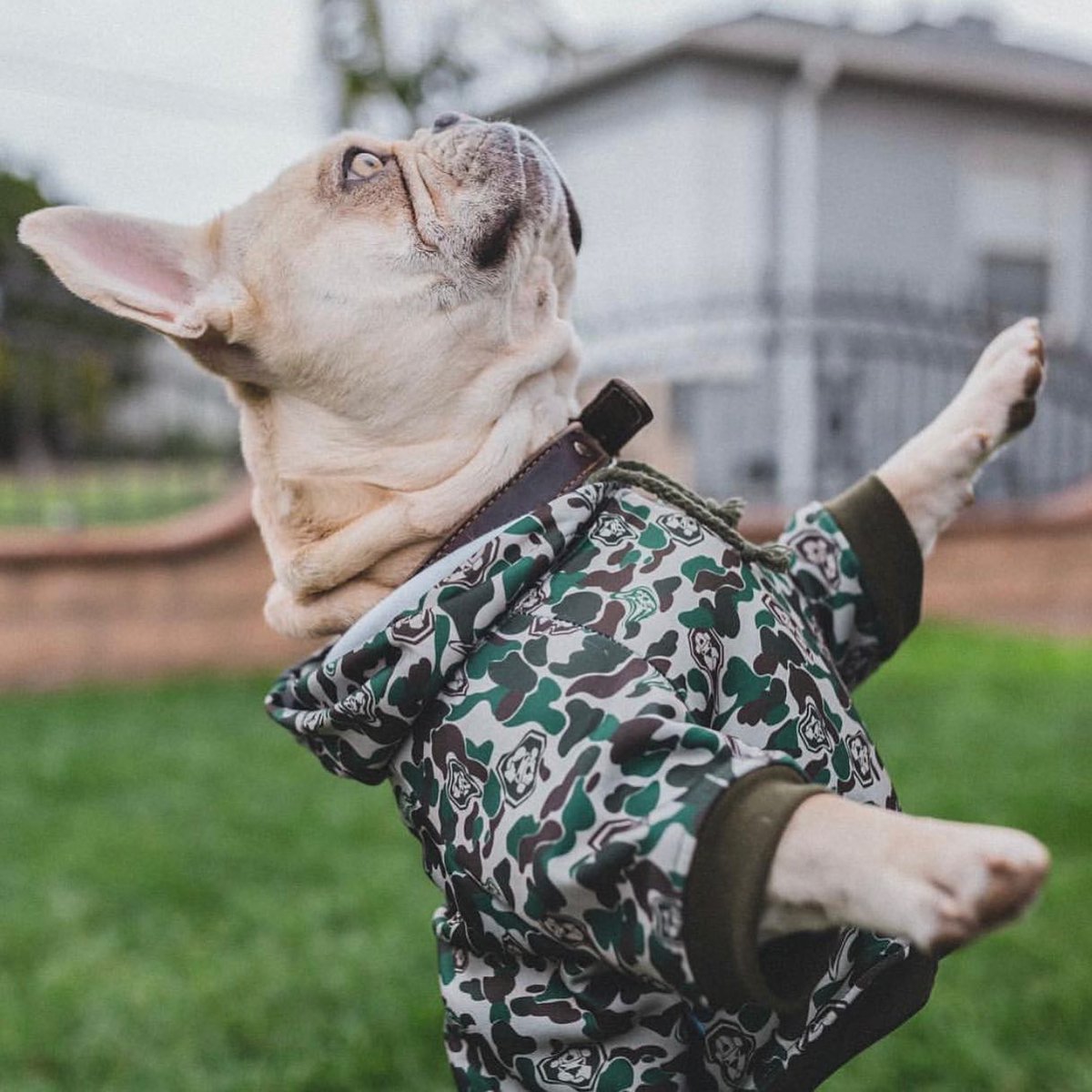 FreshPawZ's tweet photo. Can’t go wrong with the hype camo hoodie 🐶
.
.
.
.
#dogs #dogsofinstagram #dog #dogstagram #puppy #instadog #doglover #dogoftheday #pets #doglovers #puppies #instagram #cute #pet #dogsitting #doglife #dogsofinsta #puppylove #puppiesofinstagram #doggo #ilovemydog #petsofinst https://t.co/nIpj3z3KKR