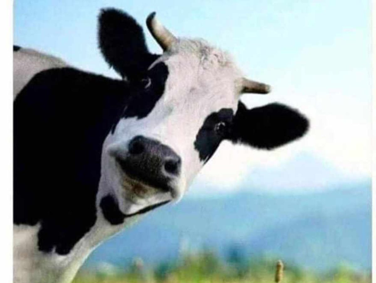 HarryPardesi's tweet photo. Beopari :- Mainy Janwar Ko Badaam Pista Khila kar Pala hai.. 

Le Janwar :- 😂🐄🐂 https://t.co/VCfYErY3N1