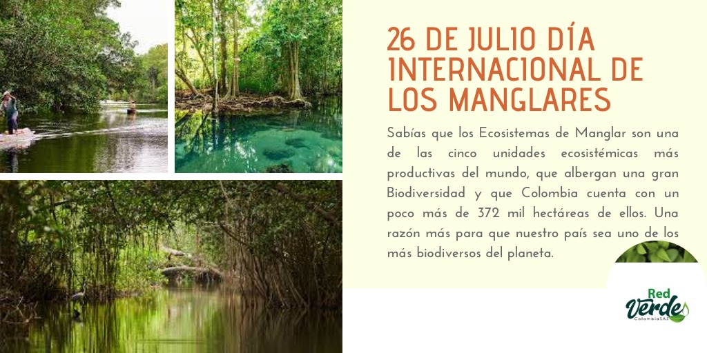 RedVColombia's tweet photo. Uno de los ecosistemas más productivos del mundo pero también de los más amenazados, es hora de trabajar por su protección. #RedVerdeColombia #RedVCol #manglares https://t.co/vSBEvbM2cl