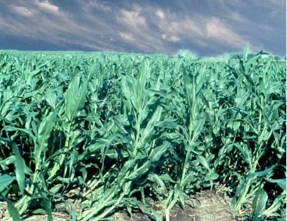 luv2garden3's tweet photo. Healthy corn stalks should grow straight up. Corn stalks that appear healthy but are falling and toppling over are generally over fed, it's known as lodging. So long as the stalks have not snapped the condition is not irreversible.  https://t.co/fPGFnGtzV5 https://t.co/pg2nAxaNG3