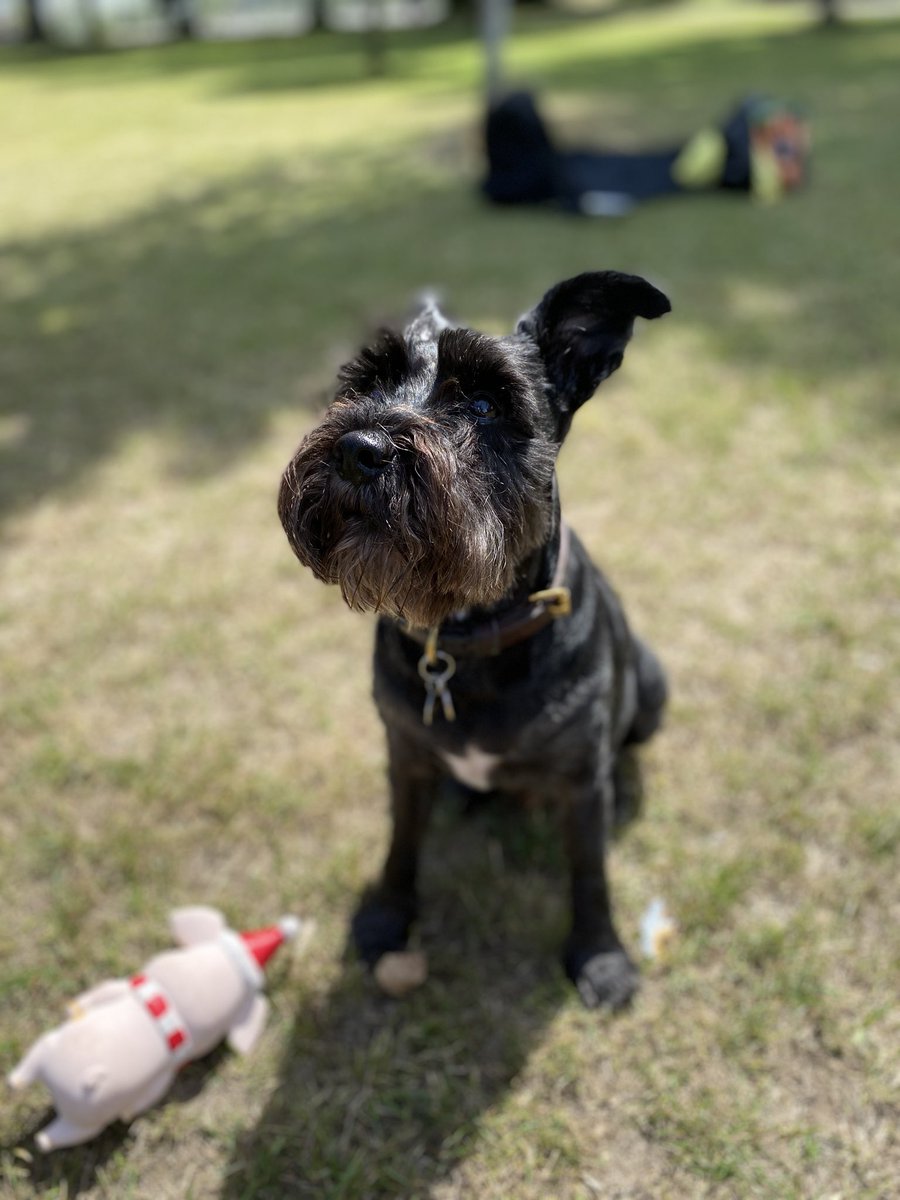 Ringo the Schnauzer (@mydog_ringo) on Twitter photo Smashing day out in Brighton with Aunty <a href="/CookyRhonda/">Rhonda Cooky</a> and Uncle <a href="/Country_Steve/">Steve Cook</a>. Bit upset I didn’t get offered any cocktail snausages though. Rude! xx Smashing day out in Brighton with Aunty <a href="/CookyRhonda/">Rhonda Cooky</a> and Uncle <a href="/Country_Steve/">Steve Cook</a>. Bit upset I didn’t get offered any cocktail snausages though. Rude! xx