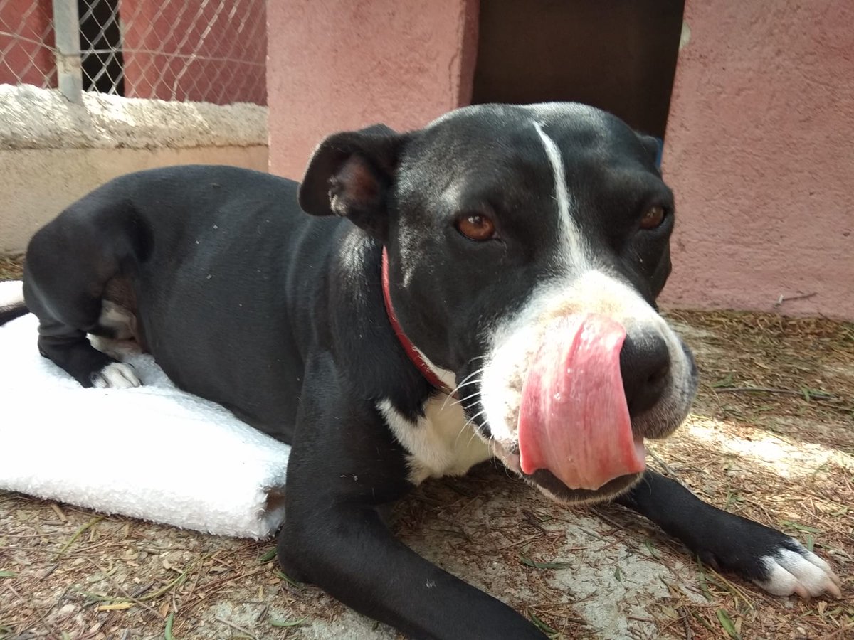 AnaSnchezPonce's tweet photo. ¡Ayuda! Este bombón es Estrella y necesita acogida, la persona que se encarga de ella desde hace más de un año ya no puede seguir acogiendola. Es muy buena y después de dos abandonos merece una vida mejor. Por favor RT y para cualquier cosa MD https://t.co/1SLt1V73AX
