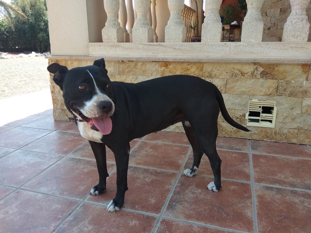 AnaSnchezPonce's tweet photo. ¡Ayuda! Este bombón es Estrella y necesita acogida, la persona que se encarga de ella desde hace más de un año ya no puede seguir acogiendola. Es muy buena y después de dos abandonos merece una vida mejor. Por favor RT y para cualquier cosa MD https://t.co/1SLt1V73AX