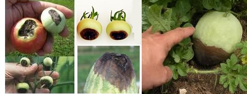 luv2garden3's tweet photo. Blossom End Rot
Prevention and Treatment https://t.co/yKnnRd7kKJ