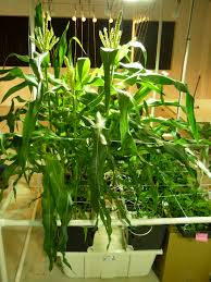 luv2garden3's tweet photo. Hydroponic Corn
https://t.co/3iuqUFNItM

Corn can be grown hydroponically either indoors or out. Corn consumes a lot of vertical space, so that of course should be considered if planning to grow it indoors. https://t.co/ugsZAsTlKO