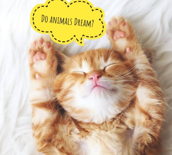 Sciolution1's tweet photo. Do animals dream?

https://t.co/H43zzqdaST

#DreamsVR #animals #animals
#Science #ScienceTwitter #ScienceMatters #twis #thisweek https://t.co/2aZS6MfB7U