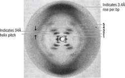 There were other data not shown here that showed the two DNA strands were antiparallel. The missing 4th layer line in this photo meant that the two strands were not symmetrically coiled - i.e. the grooves were not of equal size (major and minor grooves). 6/n