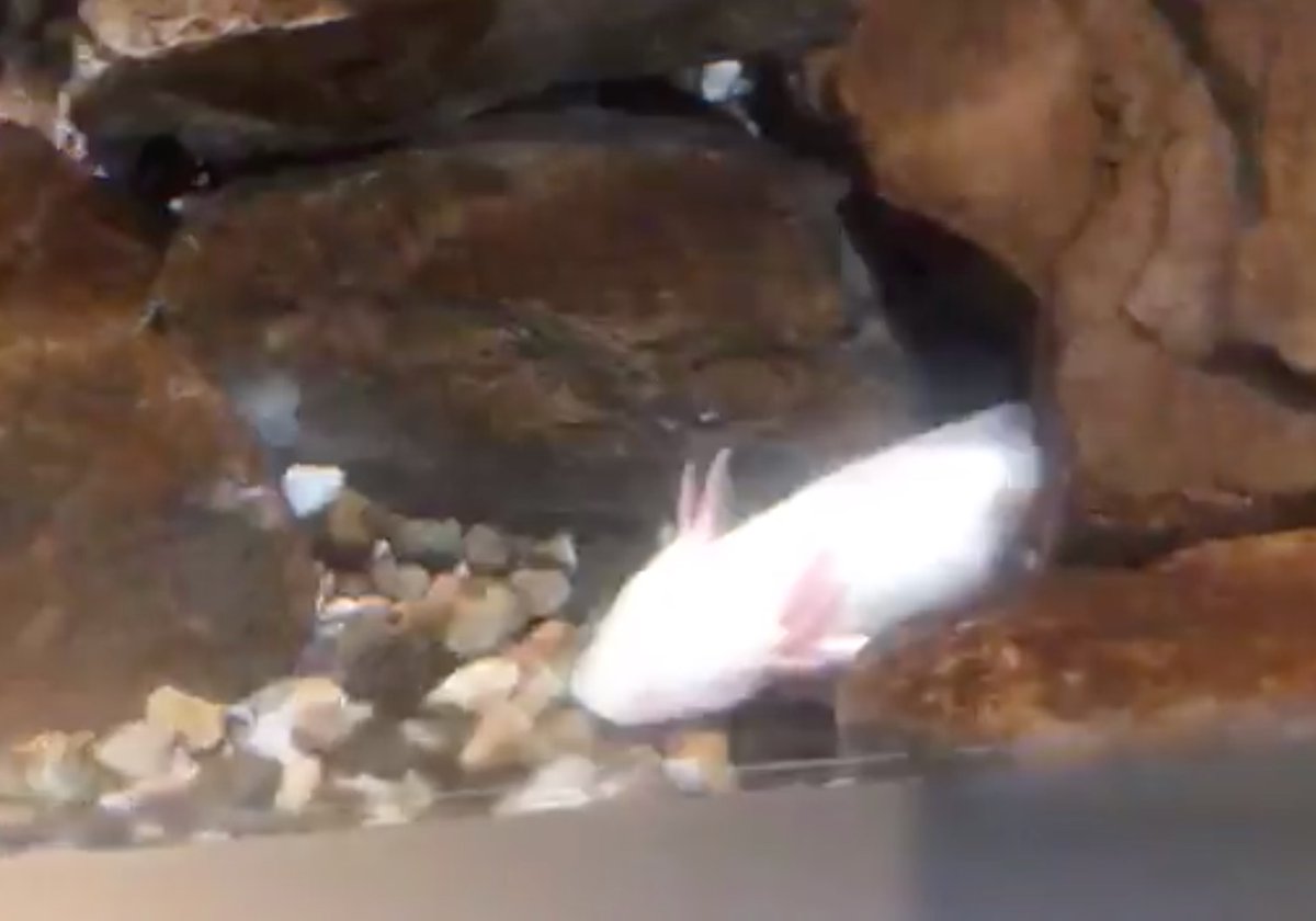 Detroit Zoo Ask A Lot Of Questions About Axolotls Mark Amphibian Zookeeper For The Detroit Zoological Society Joined Us Live From The National Amphibian Conservation Center To Teach Us About Detroit Zoo Ask A Lot Of Questions About Axolotls Mark Amphibian Zookeeper For The Detroit Zoological Society Joined Us Live From The National Amphibian Conservation Center To Teach Us About